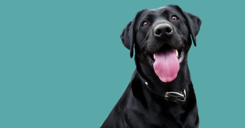 CBD for Pets